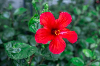 Canlı kırmızı bir amber çiçeği yemyeşil yaprakların arasında açar. Çiçeğin merkezinde beş taç yaprağı ve belirgin sarı bir kekik bulunur.