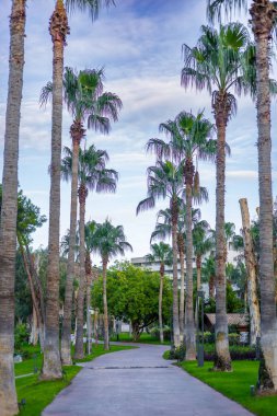 Uzun palmiye ağaçları ve berrak bir gökyüzünün altında yemyeşil bir yol. Sahne tropikal bir atmosferi çağrıştırıyor, rahatlamak için mükemmel..