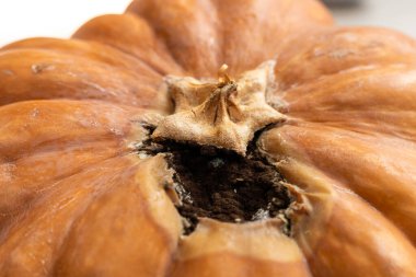 Çürüyen bir balkabağının içi oyulmuş bir kabağı. Yüzey kahverengi ve buruşuk, içinde küf büyümesi izleri var.