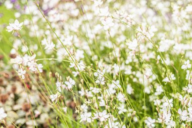 Arka planda yeşil çimenler olan küçük beyaz çiçekli bir tarla. Sahne parlak ve canlı, baharda doğanın güzelliğini gözler önüne seriyor..
