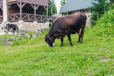 Bir siyah beyaz inek kırsal alanda ahşap evlerin yakınında yeşil çimlerle otlar. Sahne huzurlu bir çiftlik atmosferini yakalıyor.