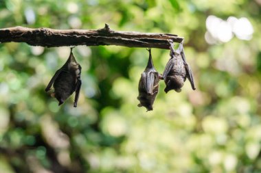 Üç yarasa yemyeşil bir çevrede bir dalda baş aşağı asılı duruyor. Sahne, bu gece yaratıklarının doğal ortamlarını yakalıyor..
