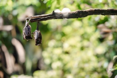 İki yarasa yemyeşil bir çevrede bir dalda baş aşağı asılı duruyor. Arka planda bulanık yeşillik doğal bir habitat ortamı oluşturur..