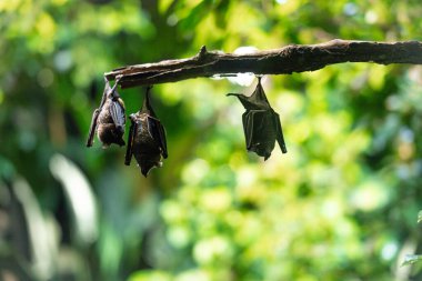 Üç yarasa yemyeşil bir çevrede bir dalda baş aşağı asılı duruyor. Arka planda bulanık yeşillik doğal bir habitat ortamı oluşturur..