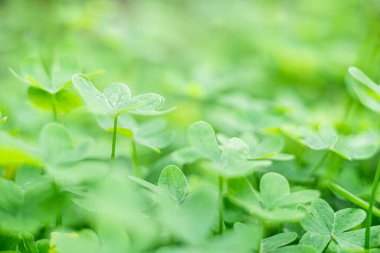 Doğal ortamdaki yemyeşil yonca yapraklarının yakın çekim görüntüsü. Canlı yeşillik, doğa temaları için ideal taze ve canlı bir atmosfer yaratır..