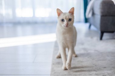 Açık renkli siyam kedisi mavi gözlü parlak bir odada açık renkli bir halıda yürüyor. Doğal ışık perdelerin arasından süzülür..
