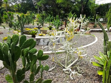 Şehir merkezindeki kaktüs bahçesi. Bu bahçe çeşitli kaktüs türlerini barındırır..