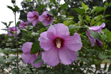  Bahçedeki pembe çiçek