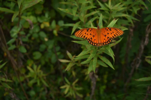 Borboleta Cor Laranja Uma Folha — Fotografia de Stock