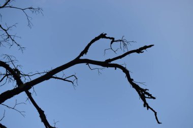  Mavi gökyüzüne karşı ağaç dalları