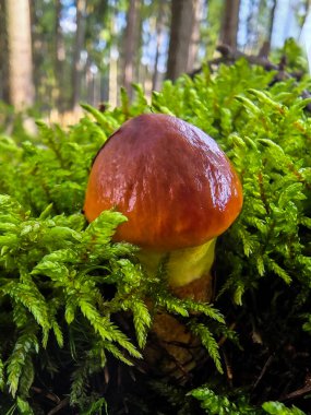 A close-up of an edible mushroom growing among bright green moss in a coniferous forest.