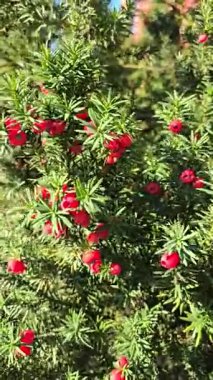 Kırmızı böğürtlenli bir porsuk ağacı rüzgarda sallanan yeşil iğnelerden oluşan bir zemin üzerinde.