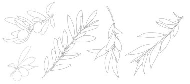 Zeytin Dalı Satır Çizgisi Sanat Botanik Vektör Koleksiyonu