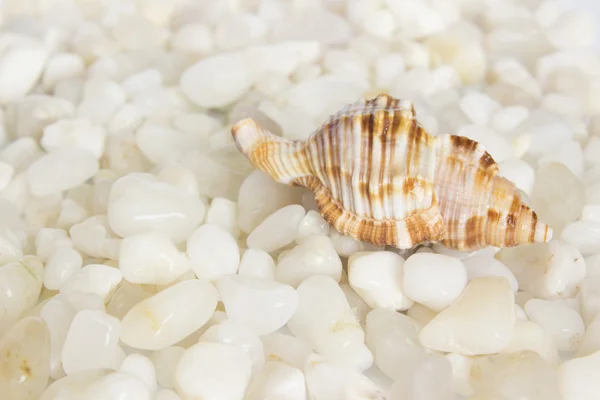 stock image shell on white stones