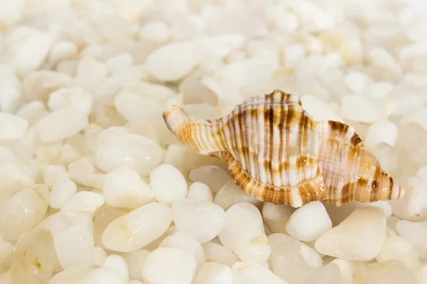 Shell on white stones Stock Picture