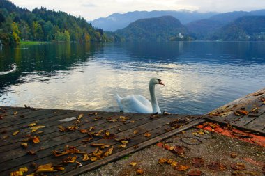 Beyaz Kuğu Gölü Bled, Slovenya, Avrupa