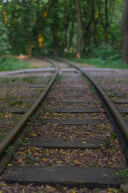 Sonbahar demiryolu ormanı