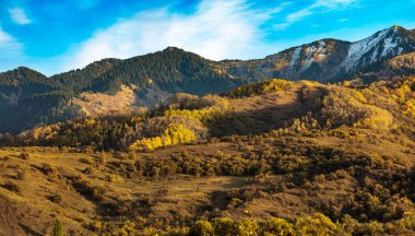Ağaçlar ve ormanlarla dolu güzel sonbahar manzarası