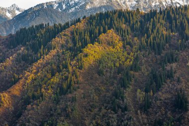 Karpat dağlarının sonbahar manzarası
