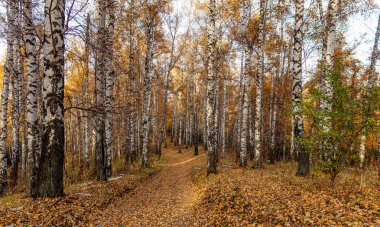 Renkli yaprakları olan sonbahar ormanı manzarası. Sarı yapraklı güzel sonbahar manzarası.