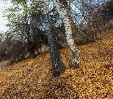 Parkta sonbahar ağaçları