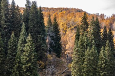 Karpatlar 'da sonbahar manzarası