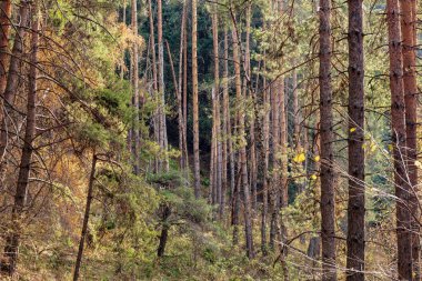 Ağaçlar ve yapraklarla dolu güzel bir sonbahar ormanı