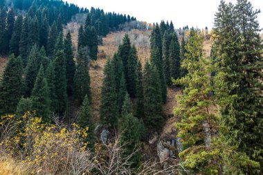 Dağlarda sonbahar. Dağ manzaralı ağaçlar.