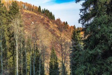 Ağaçlar ve ormanlarla dolu sonbahar manzarası