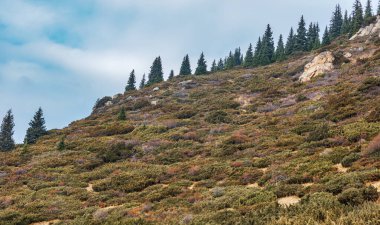 Ormanın güzel manzarası