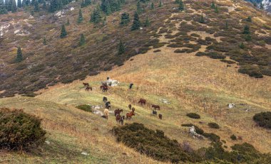 Dağlarda bir grup at.