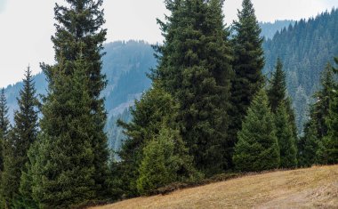 Karpatların dağlarından güzel bir manzara.