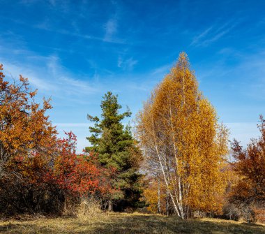 Sarı ve kırmızı ağaçlı sonbahar manzarası