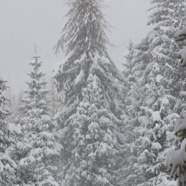 Güzel kış arkaplanı, karla kaplı ağaçlar