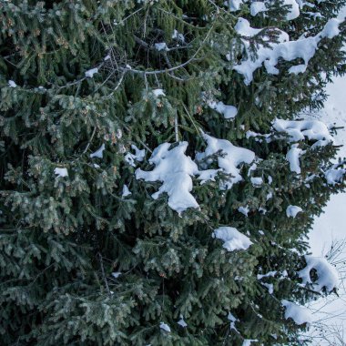 Kar - kış ormanında çam ağacı