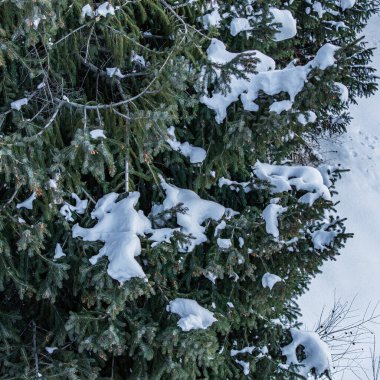 Karla kaplı köknar ağaçları. kış arkaplanı