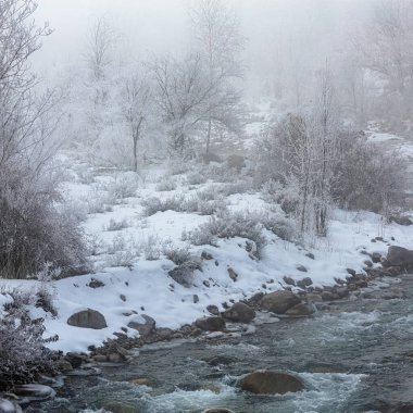 Ormanda karla kaplı ağaçlarla kaplı kış manzarası. yüksek kaliteli fotoğraf