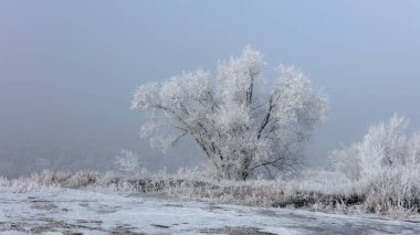 Kış manzarası Ağaçlar ve sabahları kırağı