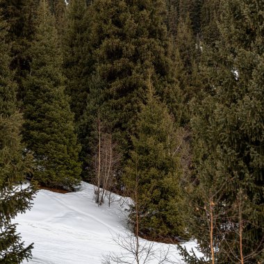 Dağlarda kış manzarası, köknar ağaçları, ormanlar ve dağlar karla kaplı.