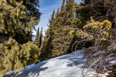 Karla kaplı ağaçlarla kaplı kış manzarası