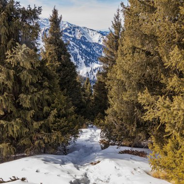 Ormandaki güzel dağ manzarası