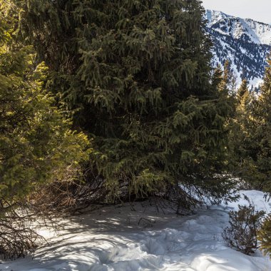 dağ manzarası ile çam ağaçları kış