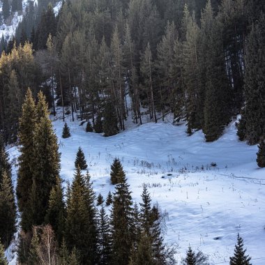 Karlı kış orman dağlarda