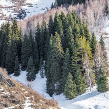 Kışın Karpatlar 'da köknar ağaçları ve dağlar karla kaplanır.