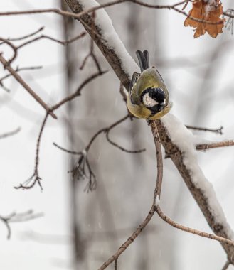 the eurasian tit - parus ststleus, sitting on a branch with snow
