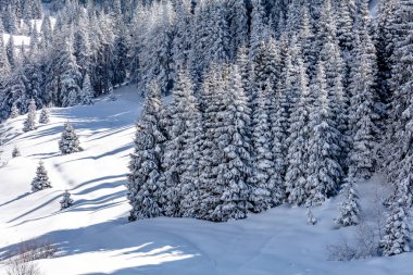 karla kaplı dağ ağaçları