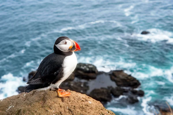 Colorful atlantic puffin — Stock Photo, Image