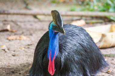 Güney cassowary portresi
