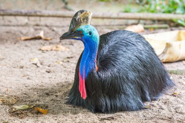 renkli Güney cassowary