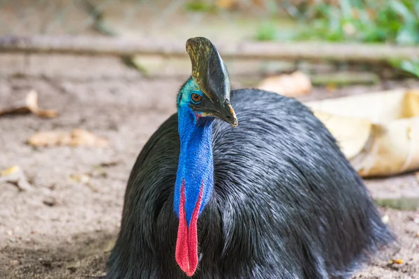 Güney cassowary portresi — Stok fotoğraf